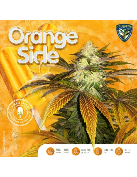 Orangesicle SPECIAL PACK