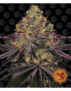 Watermelon Zkittlez 2