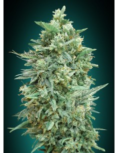 Auto Northern Lights XXL