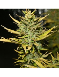 G13 Hashplant