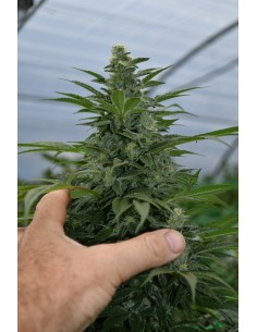 Critical Strawberry Banana