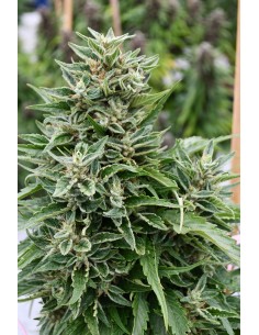 Critical Sour Diesel CBD