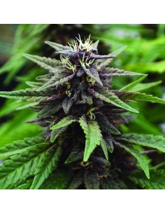 Royal Purple Kush CBD