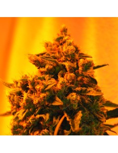 Critical Sour Diesel