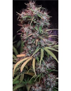 Ethiopia x Malawi Regular 2