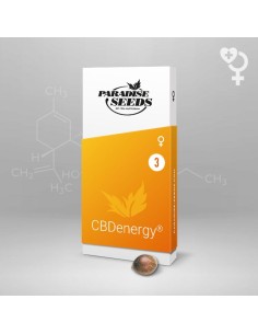 CBDEnergy - Paradise Seeds 2