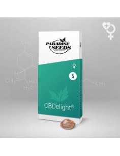 CBDelight - Paradise Seeds 2