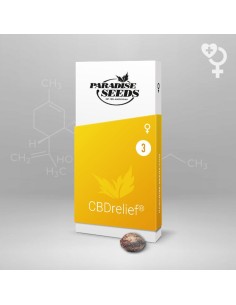 CBDRelief - Paradise Seeds 2