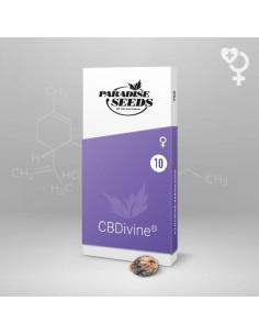 CBDivine - Paradise Seeds 2