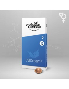 CBDream - Paradise Seeds 2