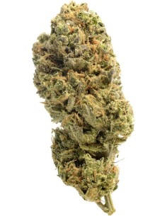 Grapefruit Superstar