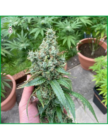 Grapefruit Superstar