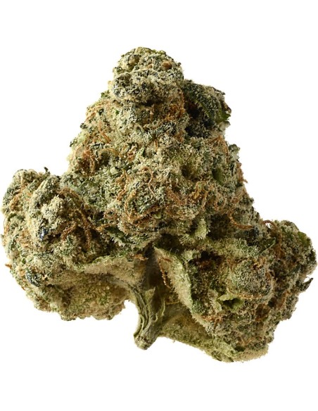 AK-OG Kush (Amsterdam Genetics) Feminized Seeds | On Sale!