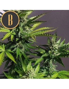 Mamba Negra CBD Auto 2
