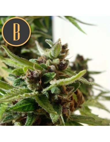 Mamba Negra CBD Auto (Blimburn Seeds) CBD Seeds | On Sale!