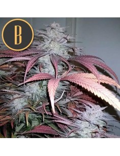 Critical Daddy Purple 2