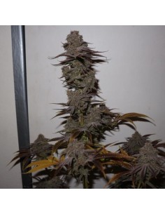 Purple Strawberry Sherbet