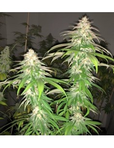 Purple Strawberry Sherbet 2