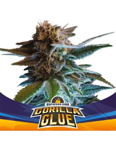 Gorilla Glue Auto (BSF Seeds) Semi di Cannabis Autofiorenti