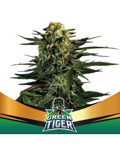 Green Tiger Fast Version