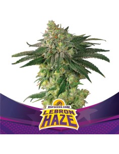Lebron Haze