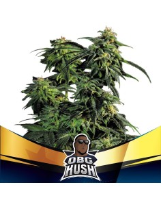OBG Kush Fast Version