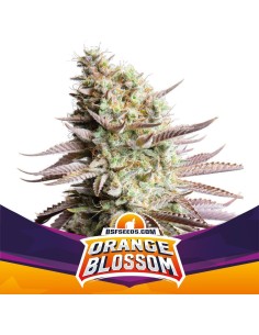 Orange Blossom
