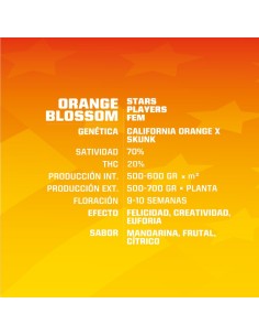 Orange Blossom 2