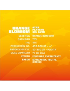 Orange Blossom Auto 2