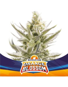 Orange Blossom Auto