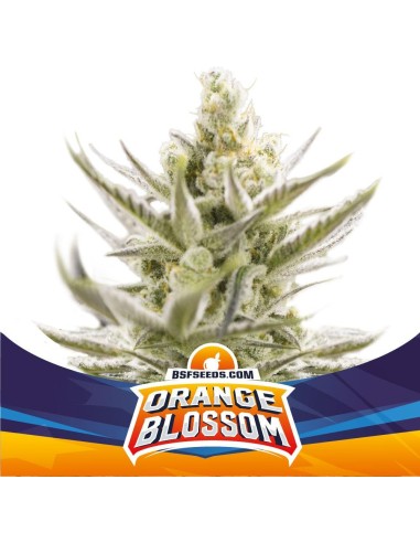 Orange Blossom Auto