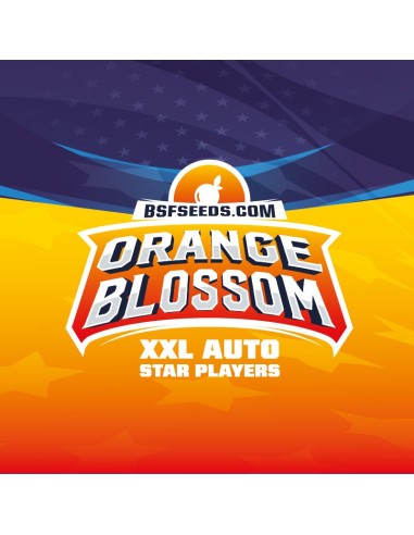Orange Blossom Auto