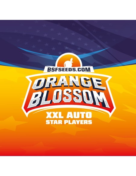 Orange Blossom Auto