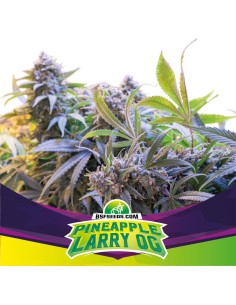 Pineapple Larry OG