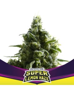 SLH - Super Lemon Haze