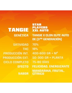 Tagie XXL Auto 2