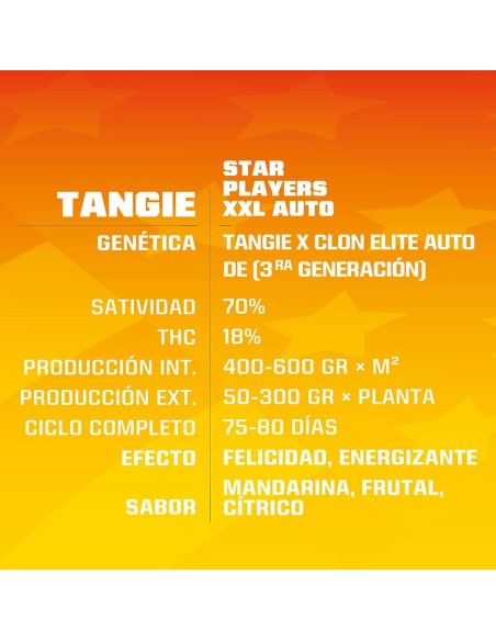 Tagie XXL Auto
