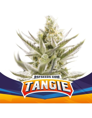 Tagie XXL Auto