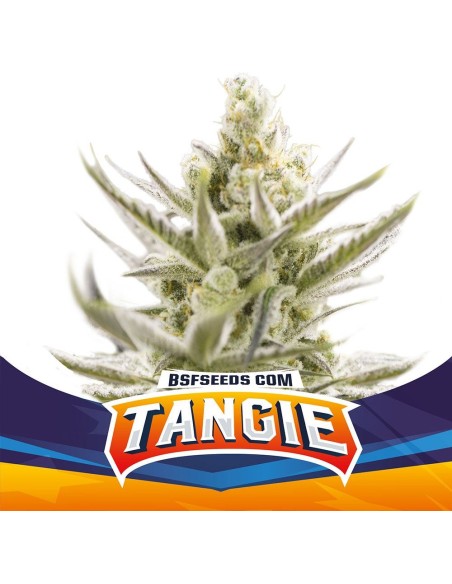 Tagie XXL Auto