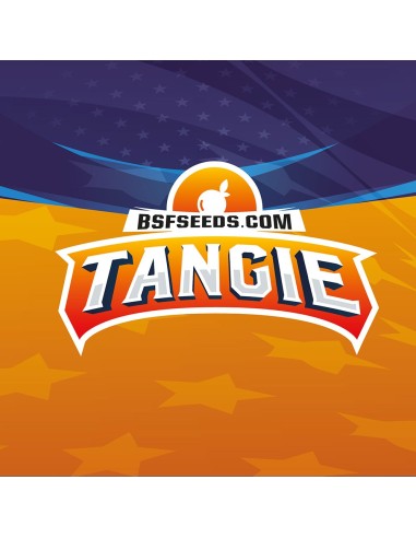 Tagie XXL Auto