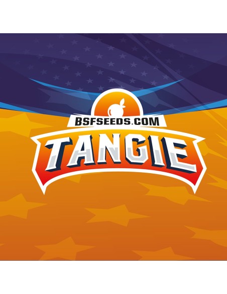 Tagie XXL Auto