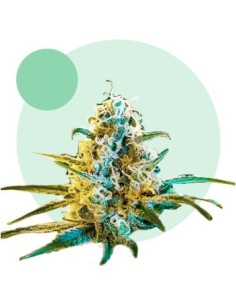 Lafanta Light CBD Auto