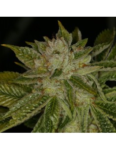 MK Ultra Kush Regular 2