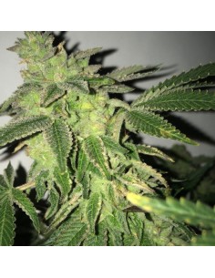 Shiloh Z - Zkittlez x Pure Afghani 2