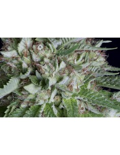 Big Head Confidential 2