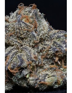 Grandaddy Purple 2