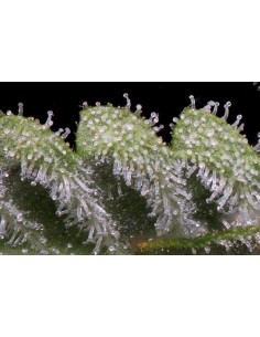 Skywalka Ghost Kush 2