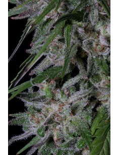 Gorilla Cookies Auto 2