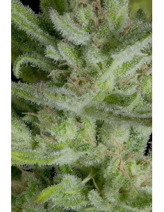 Crystal Gelato Auto (was Auto Gelato) 2