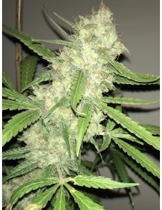 Sugar Candy Strain (Oaseeds) 🍬 25% de THC y rendimientos masivos 2